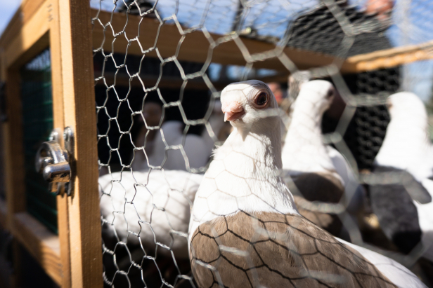 Istanbul Pigeon Market