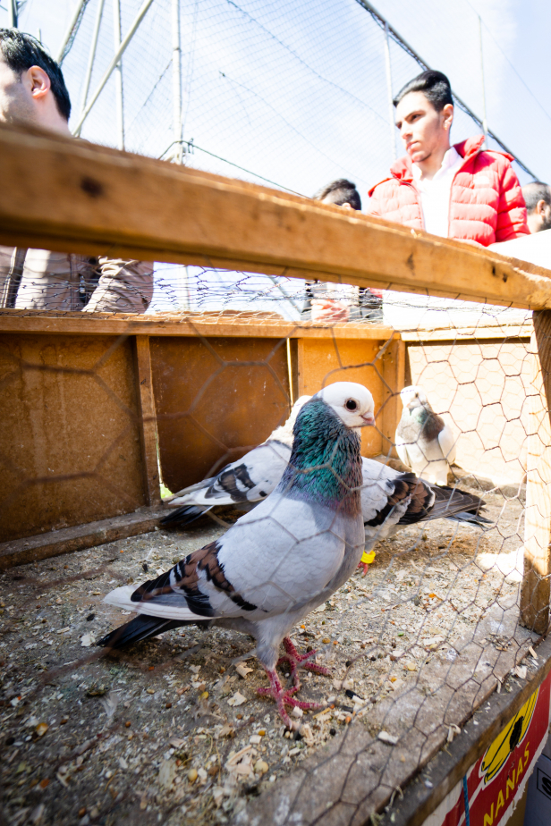 Istanbul Pigeon Market