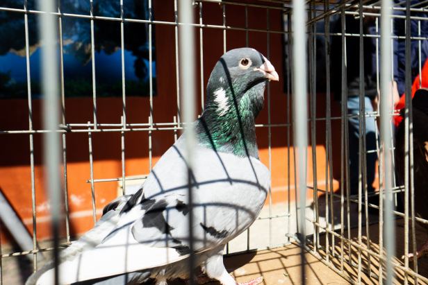 Istanbul Pigeon Market