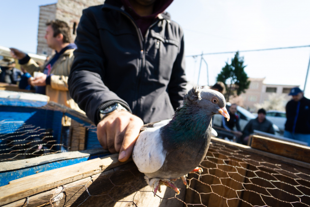 Istanbul Pigeon Market