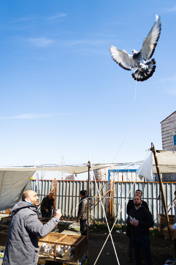 Istanbul Pigeon Market