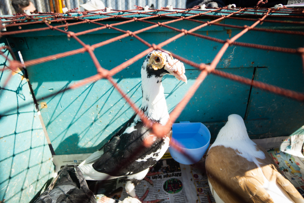 Istanbul Pigeon Market