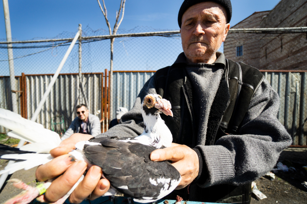 Istanbul Pigeon Market