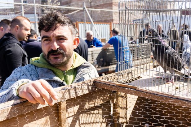 Istanbul Pigeon Market