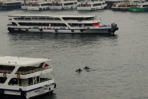 Haliç Golden Horn Metro Bridge Dolphins