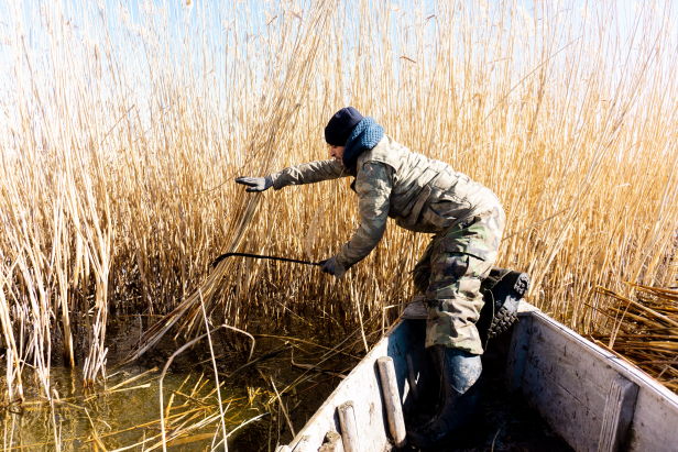 Reed Harvesting From Boat